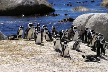 pinguine in südafrika