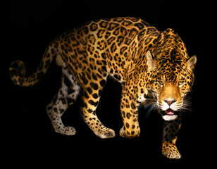 angry wild panther on black background