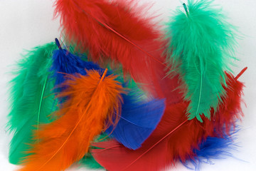 dyed feathers