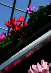 cyclamen