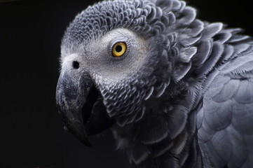 loro gris