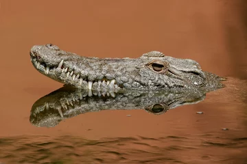 Cercles muraux Crocodile crocodile du nil