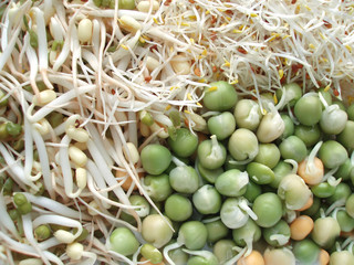 fresh sprouts