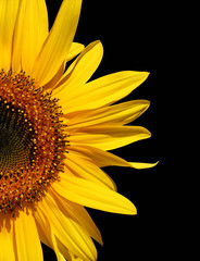 sunflower on black