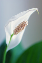 white flower