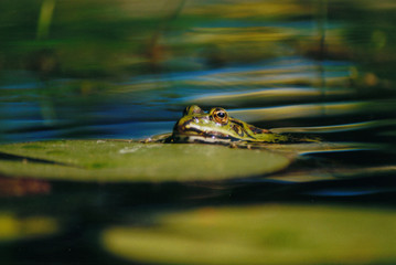 frosch - 3