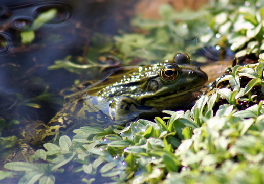 Froschhaut Bilder Durchsuchen 688 Archivfotos, und