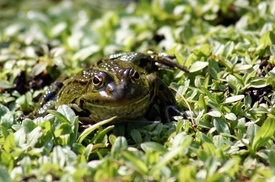 Froschhaut Bilder Durchsuchen 688 Archivfotos, und