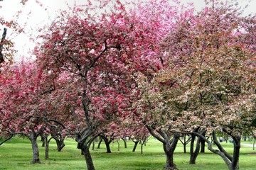 trees in bloom