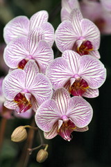 orchids beauty