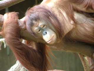 orang utan - 1