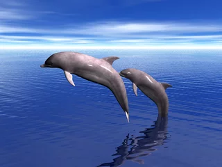 Foto op Plexiglas dolfijnen in het spel © Stephen Coburn