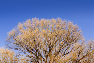 close up on a tree in the spring