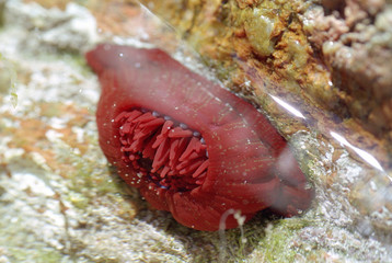 seeanemone im brackwassertümpel