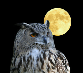 wise owl © Stephen Coburn