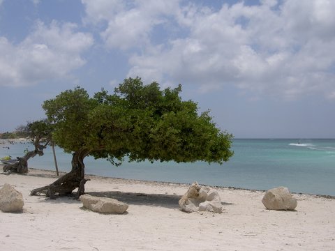 divi divi tree