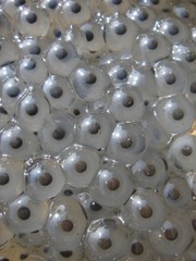 oeufs de grenouille