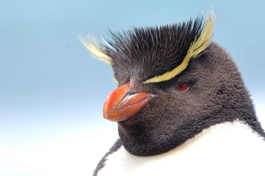 pinguinos de penachos amarillos