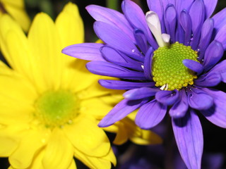 colorful flowers 4
