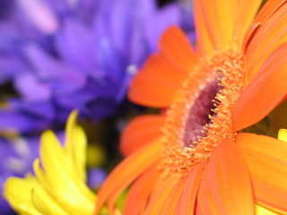 colorful flowers 3