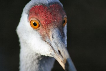 Fototapeta premium sandhill crane