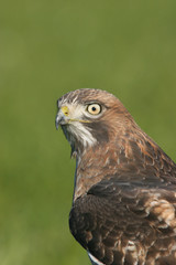 red-tailed hawk profile [vertical]