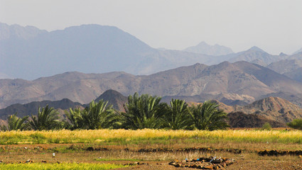 palm and mountains in oman - 466450
