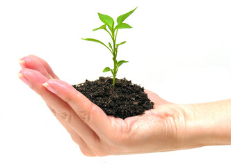 growth theme