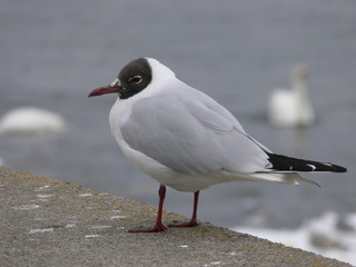 sea-gull