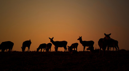 deer silhouette