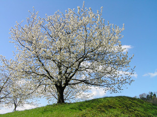 blühender kirschbaum