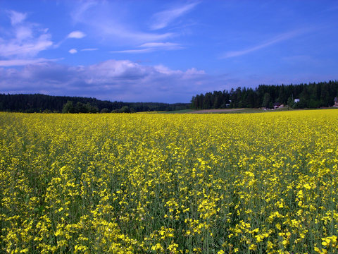 glade of yellow flowers