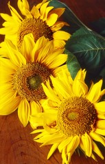 nature morte aux tournesols