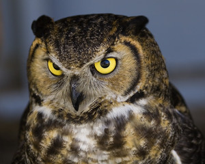 owl stare