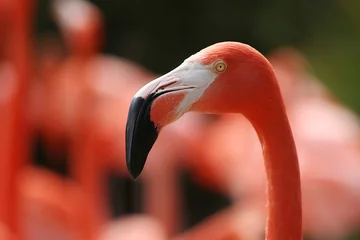 Foto op Canvas roze flamingo © David Pruter