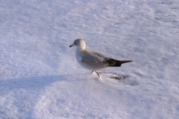 pigeon in foam