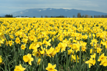 yellow daffodils