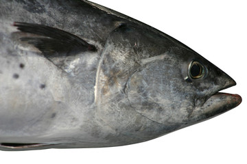 tuna fish