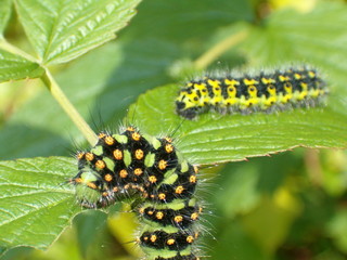 a green caterpillar close-up