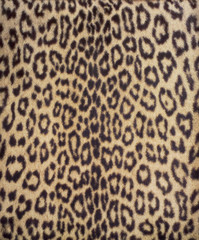 leopard fur 3