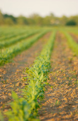 corn