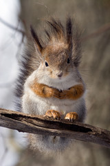 squirrel on a twig 4