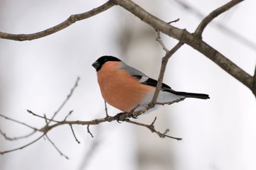 bullfinch on a twig