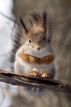 squirrel on a twig 4