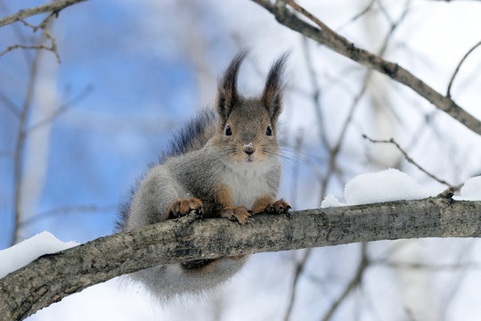 squirrel on a twig 6