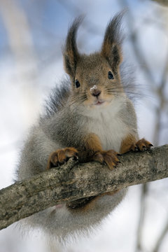 squirrel on a twig 7
