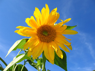 the sunflower
