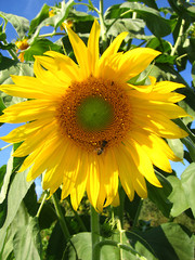 the sunflower