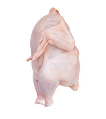 isolated  chicken with clipping path