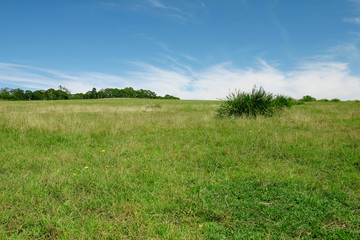 perfect pasture